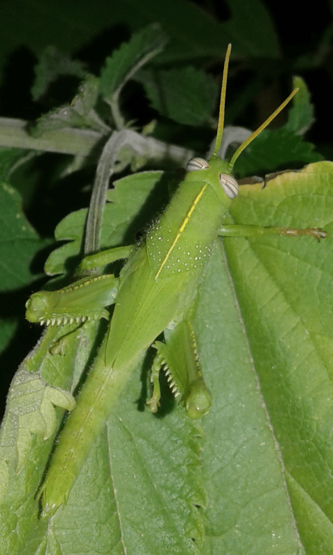 Giovane Anacridium aegyptium (Acrididae) S